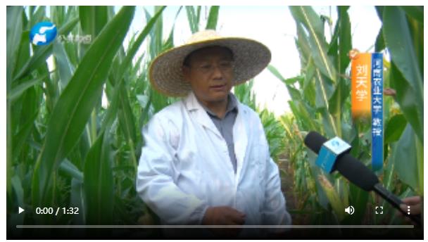 直擊現(xiàn)場！多位農(nóng)業(yè)專家實地調(diào)查玉米&ldquo;空稈、超短裙&rdquo;現(xiàn)象