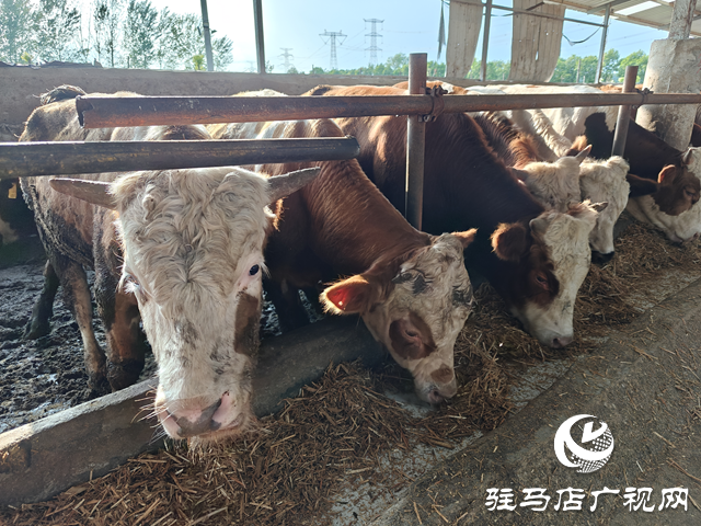 西平縣小王莊村：產(chǎn)業(yè)養(yǎng)殖奏響鄉(xiāng)村振興&ldquo;奮進曲&rdquo;