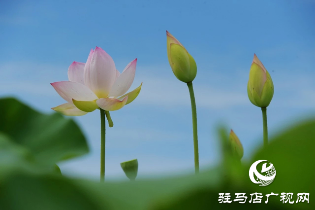 泌陽縣漢風公園：雨荷美景引人醉