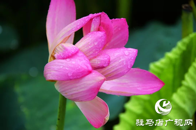 泌陽縣漢風公園：雨荷美景引人醉