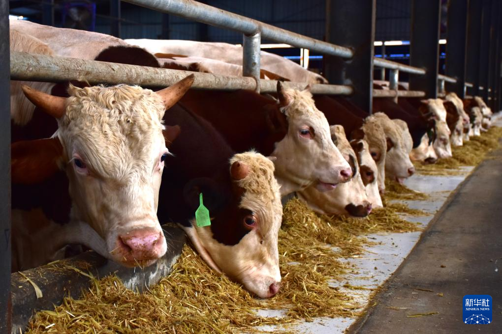 河南西平：“牛產(chǎn)業(yè)”規(guī)?；l(fā)展助推鄉(xiāng)村振興