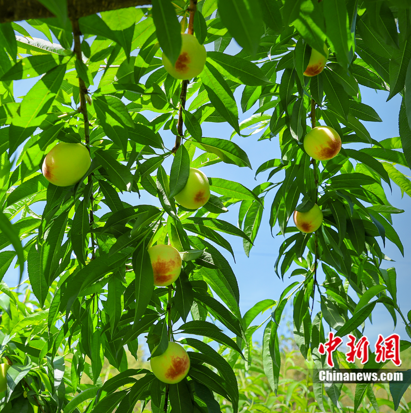 每顆40元，直送迪拜！悟空和土豪最愛，產(chǎn)自這里！