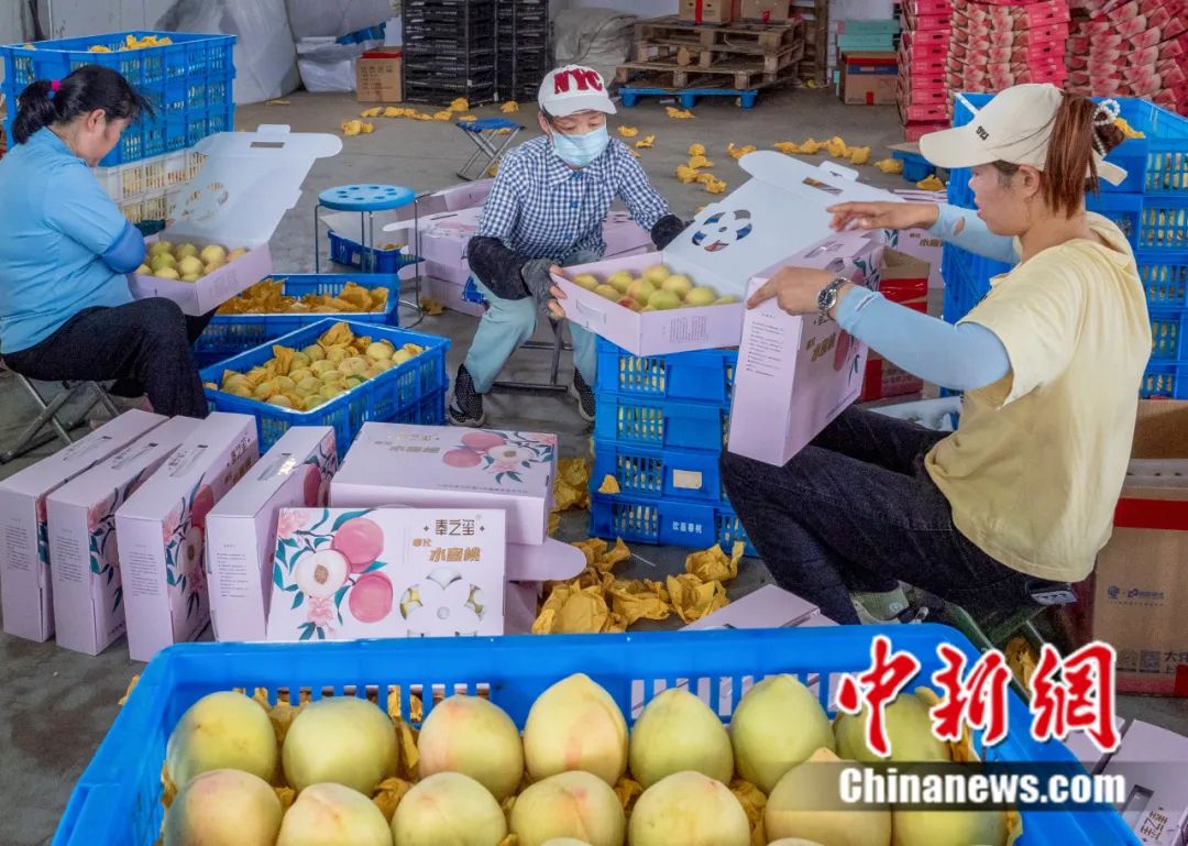 每顆40元，直送迪拜！悟空和土豪最愛，產(chǎn)自這里！