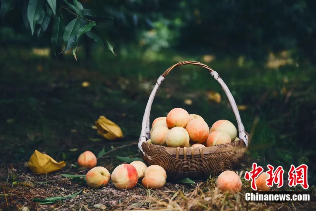 每顆40元，直送迪拜！悟空和土豪最愛，產(chǎn)自這里！