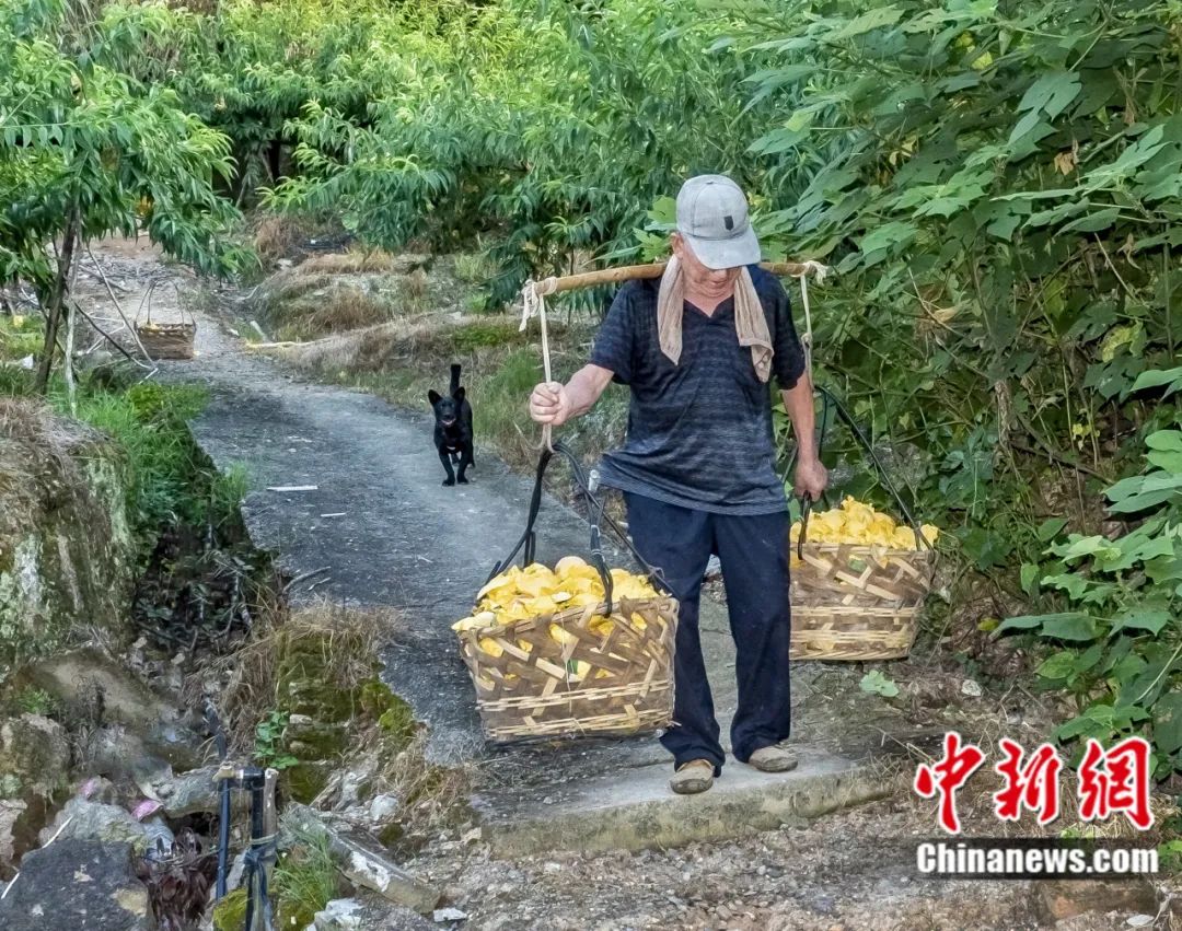 每顆40元，直送迪拜！悟空和土豪最愛，產(chǎn)自這里！