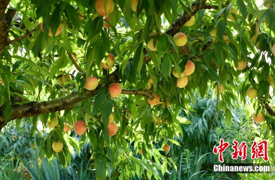 每顆40元，直送迪拜！悟空和土豪最愛，產(chǎn)自這里！