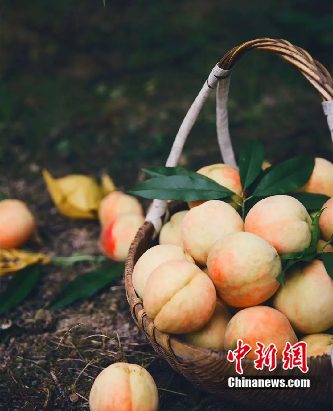 每顆40元，直送迪拜！悟空和土豪最愛，產(chǎn)自這里！
