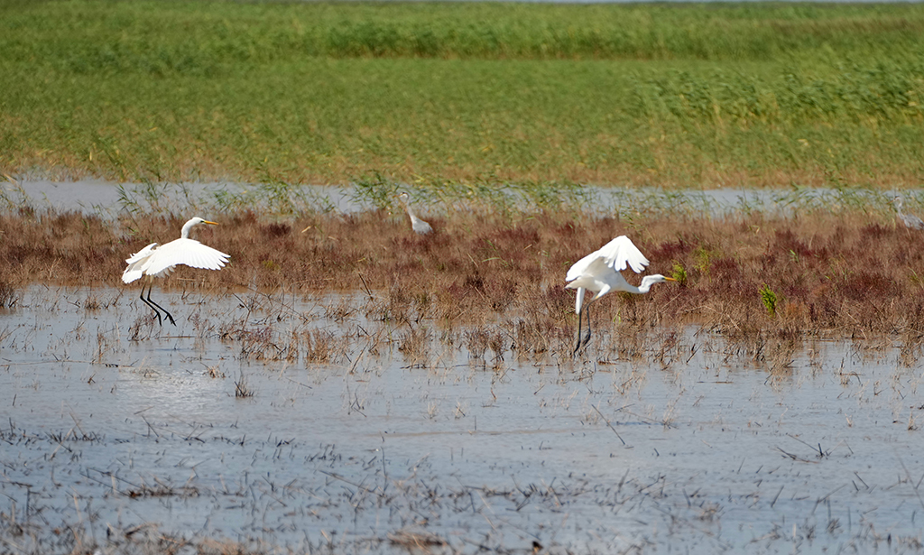 秋日黃河三角洲國家級自然保護(hù)區(qū)