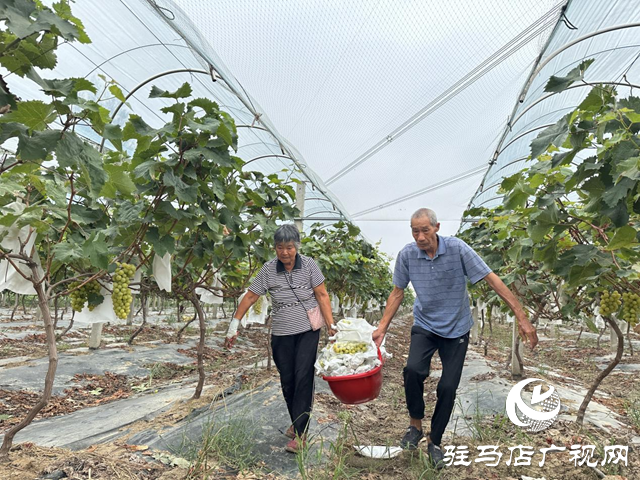 楊秋麗：扎根田園釀出&ldquo;甜蜜&rdquo;事業(yè)