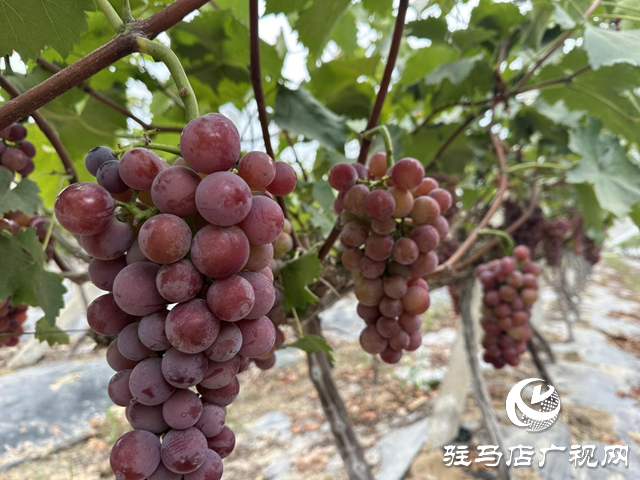 楊秋麗：扎根田園釀出&ldquo;甜蜜&rdquo;事業(yè)