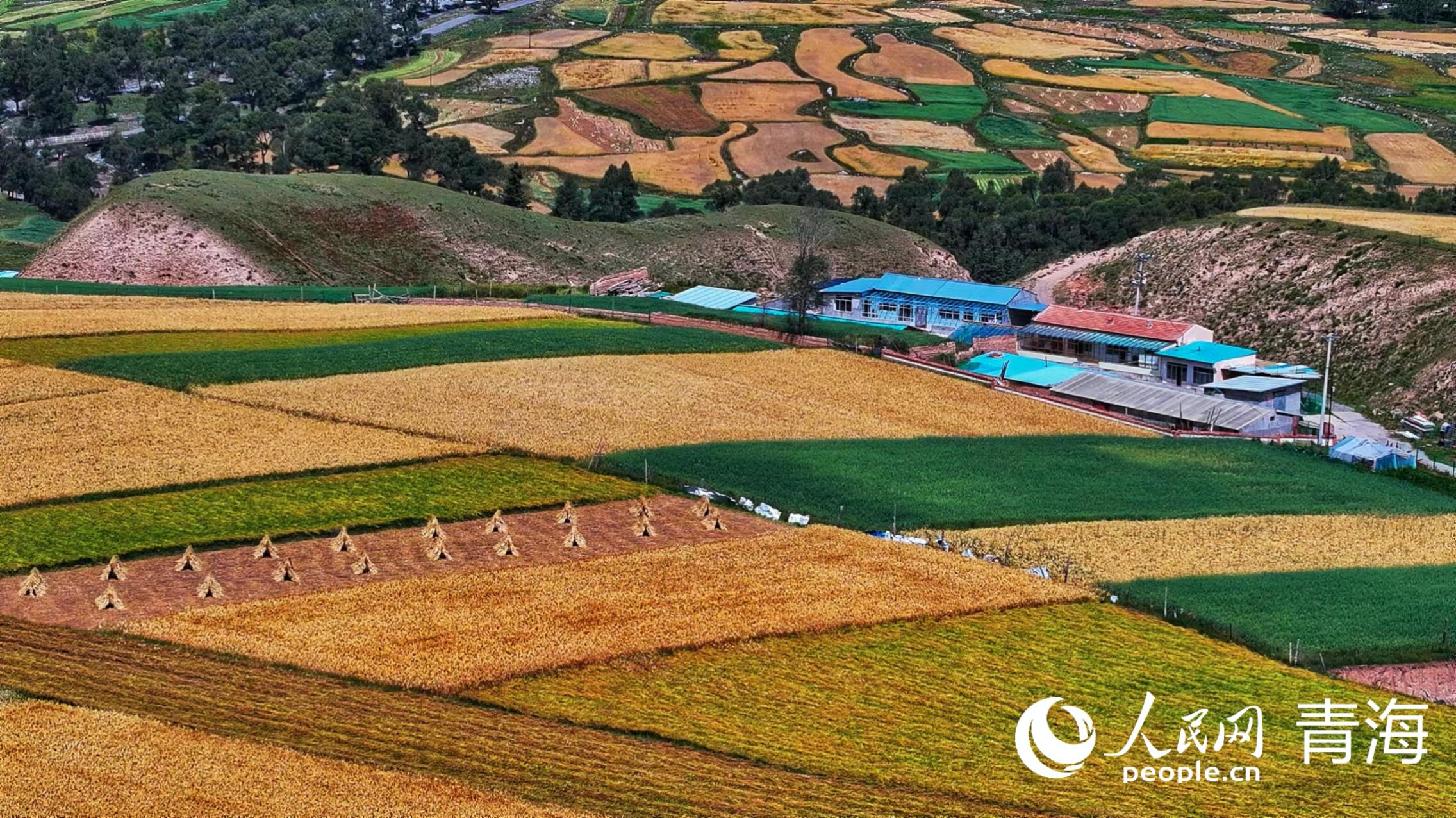 祁連山下好&ldquo;豐&rdquo;光