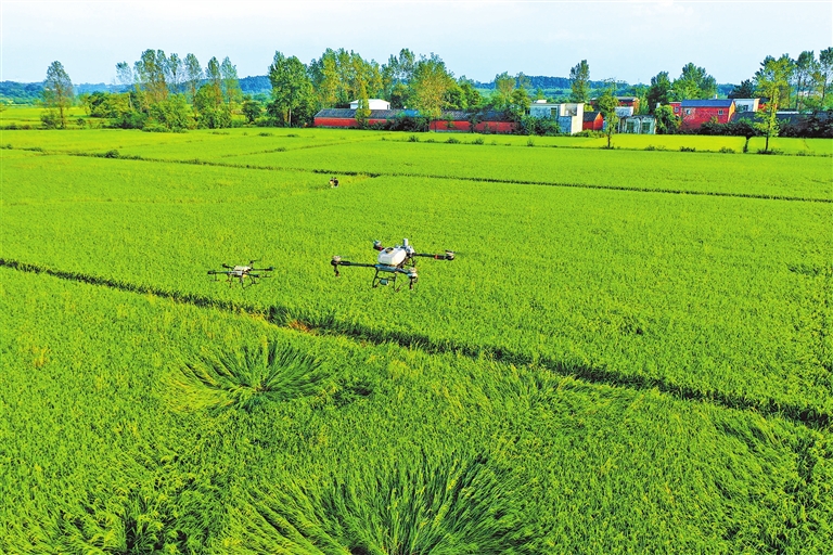 科技“上色”，秋糧“豐”景在望