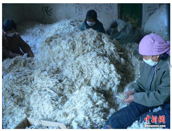 這座年輕的沿黃小縣，有何“羽”眾不同？