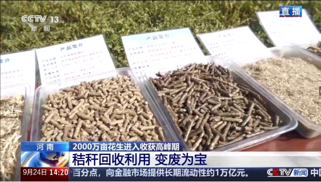 豐收在望！正陽(yáng)花生再登央視新聞