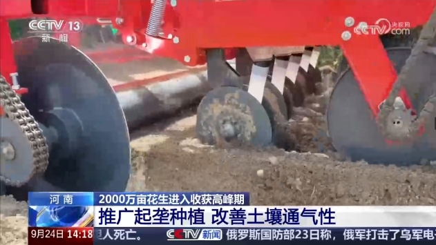 豐收在望！正陽(yáng)花生再登央視新聞