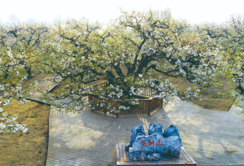 好品中國(guó)丨金秋“豐”景，與“梨”相約