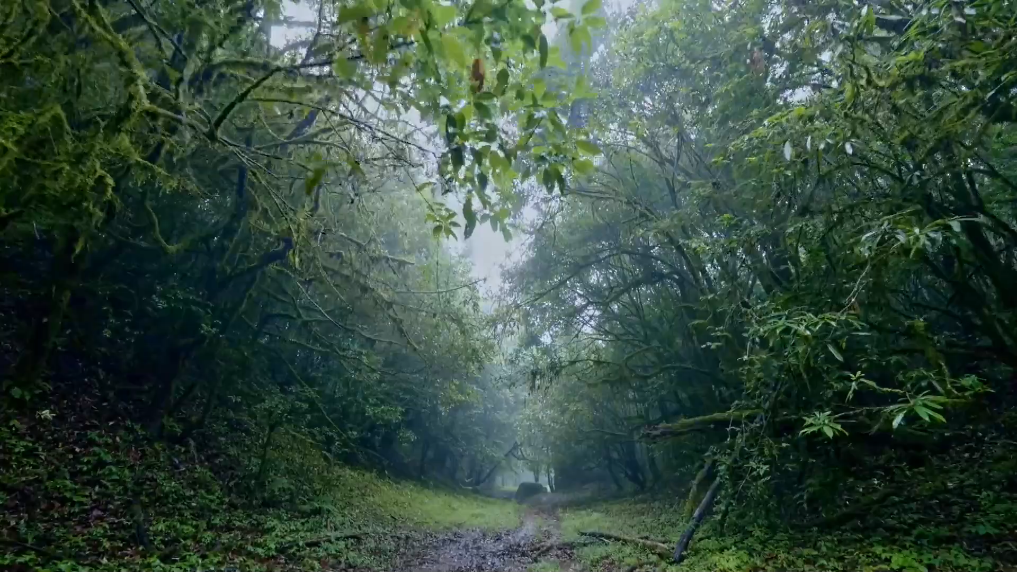 擅闖哀牢山保護(hù)區(qū)最高罰款5000元！當(dāng)?shù)匕l(fā)出提醒