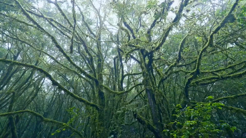 擅闖哀牢山保護(hù)區(qū)最高罰款5000元！當(dāng)?shù)匕l(fā)出提醒