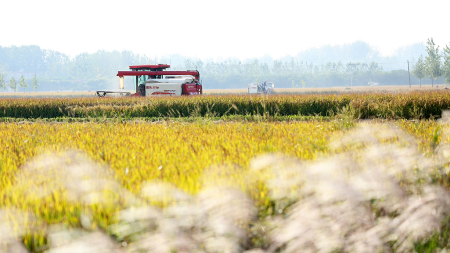 金秋好“豐”景