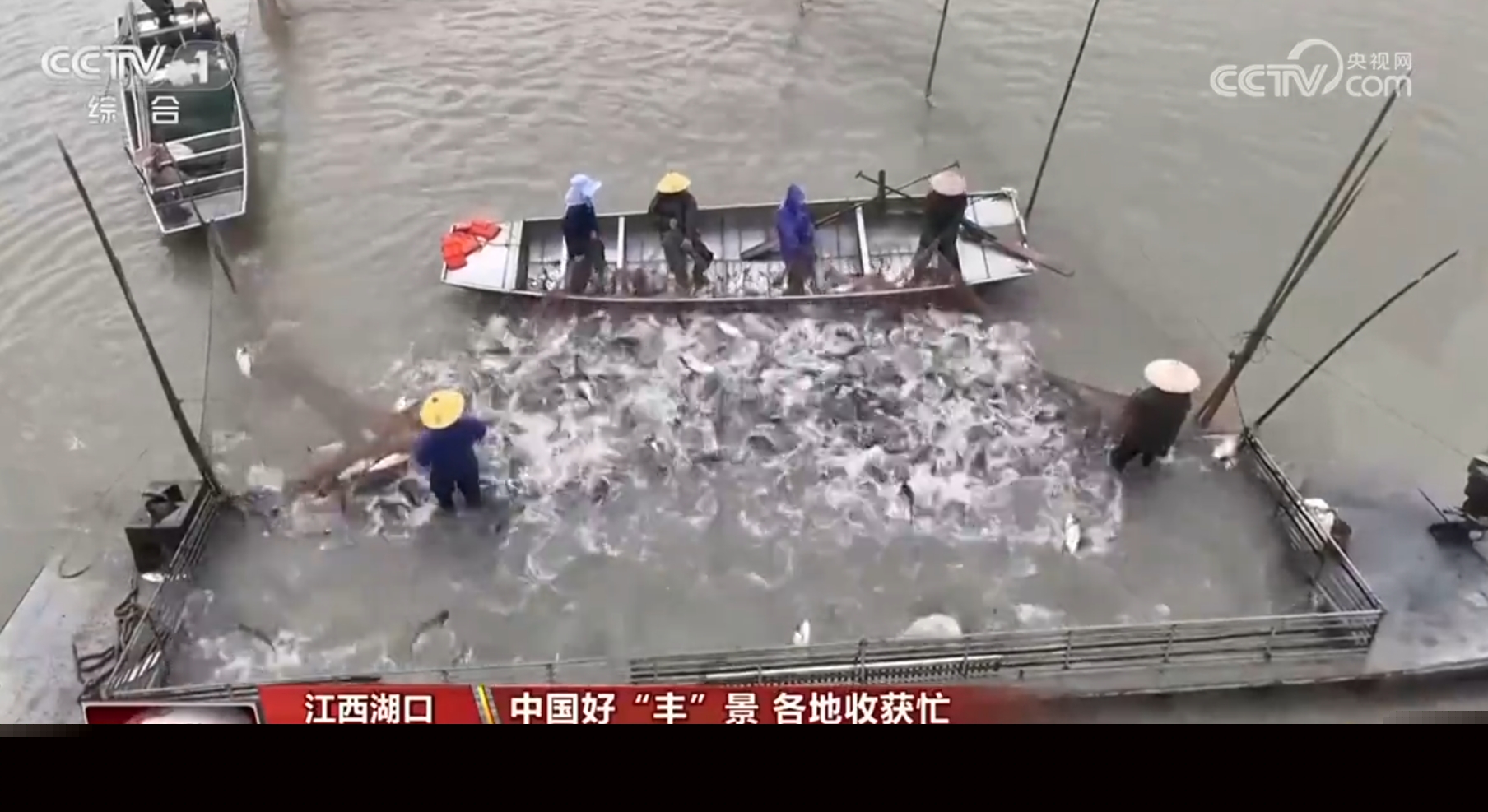 稻谷香、魚滿艙、棉花朵朵開……田間地頭收獲忙 一派活力好“豐”光