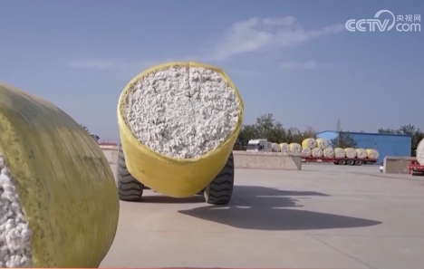 稻谷香、魚滿艙、棉花朵朵開……田間地頭收獲忙 一派活力好“豐”光