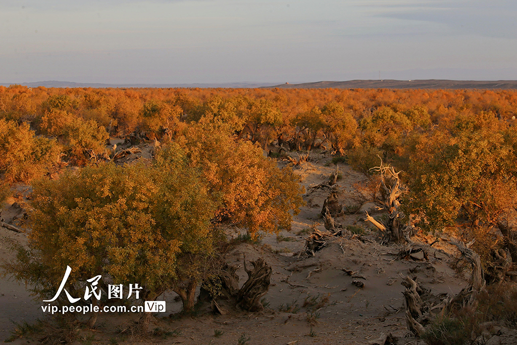 新疆哈密：金色胡楊如畫卷