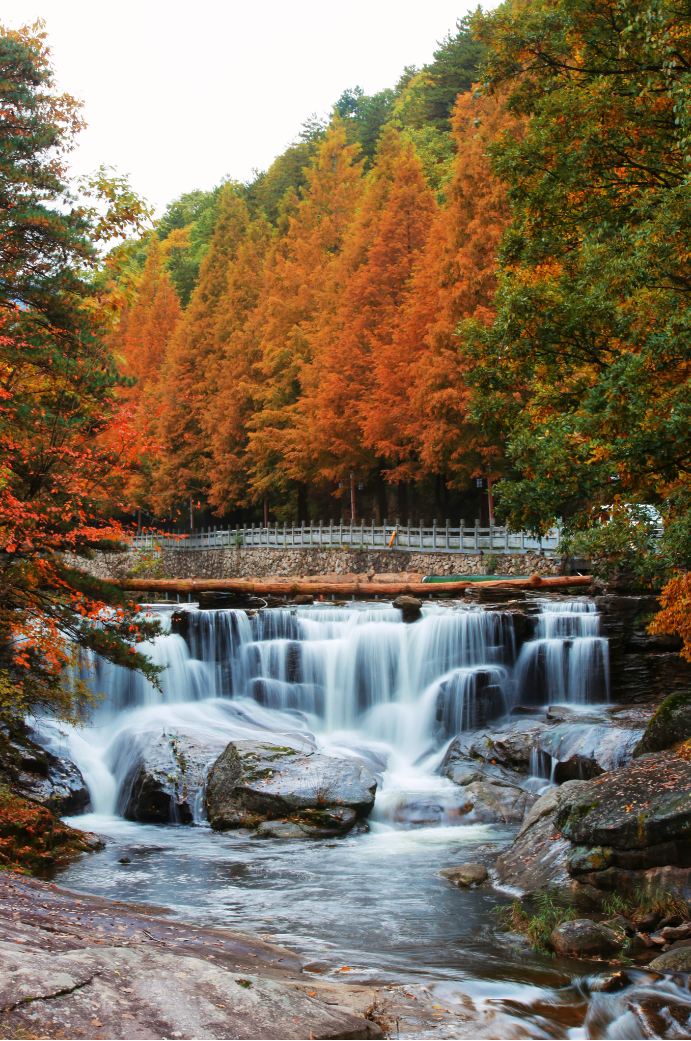 河南紅葉進(jìn)入最佳觀賞期！這10個(gè)景點(diǎn)，周末推薦帶娃去！