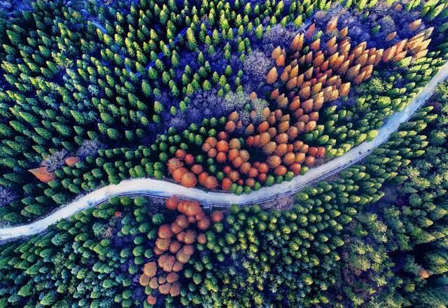 河南紅葉進(jìn)入最佳觀賞期！這10個(gè)景點(diǎn)，周末推薦帶娃去！