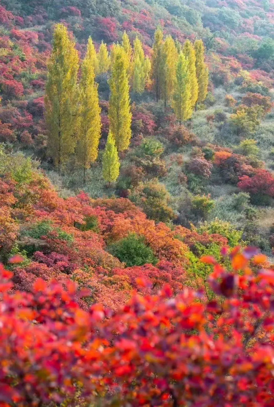 河南紅葉進(jìn)入最佳觀賞期！這10個(gè)景點(diǎn)，周末推薦帶娃去！