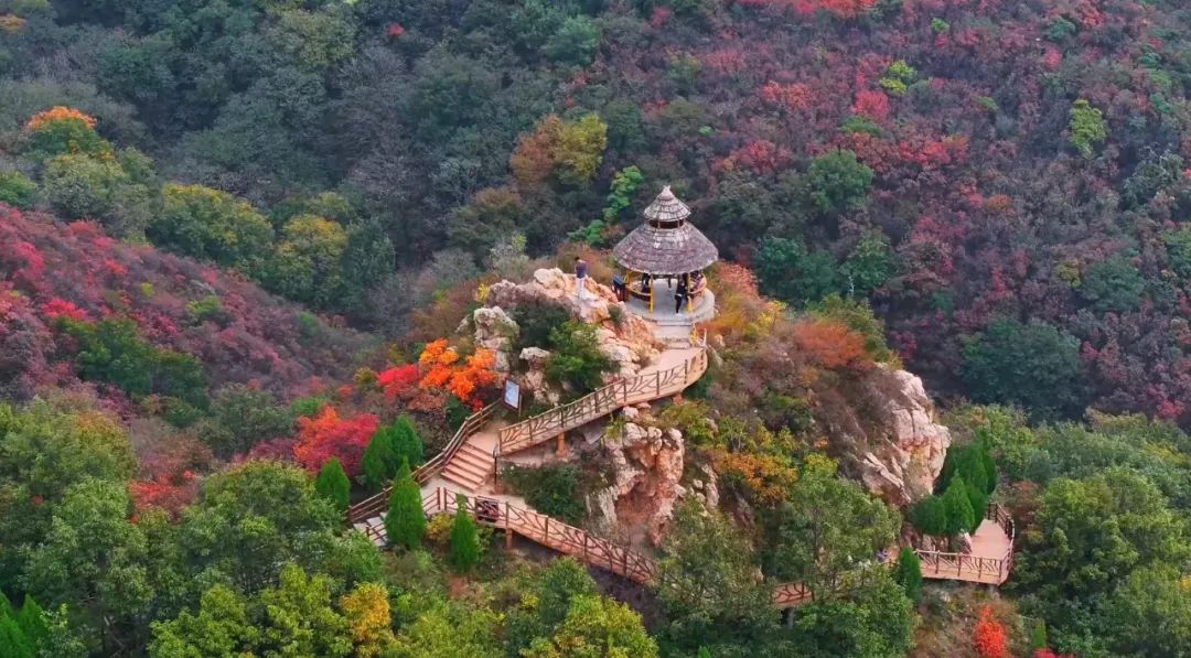 河南紅葉進(jìn)入最佳觀賞期！這10個(gè)景點(diǎn)，周末推薦帶娃去！