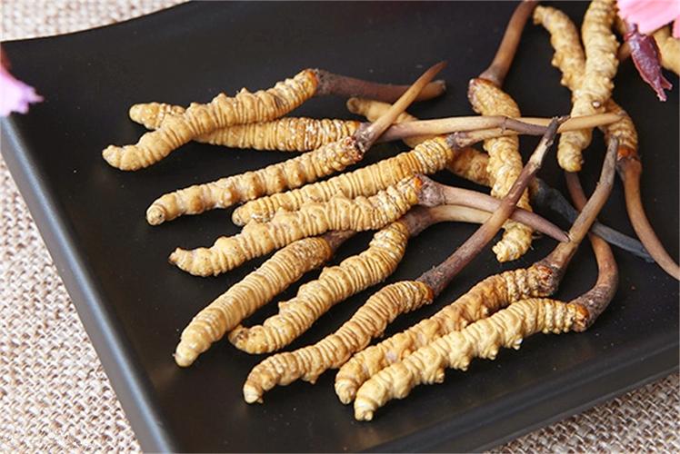 冬蟲(chóng)夏草能否用作食品原料?