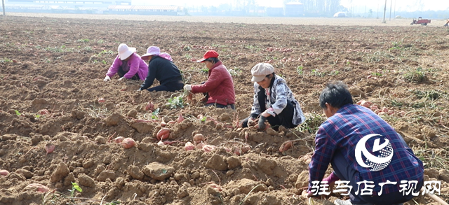 確山縣：紅薯喜豐收，田間收獲忙