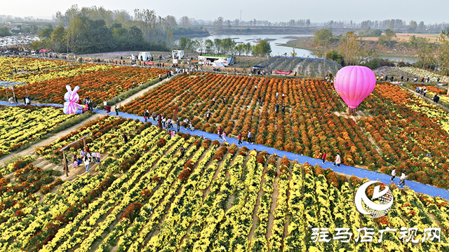 驛城區(qū)諸市鎮(zhèn)魏莊村：天邊花海醉游人