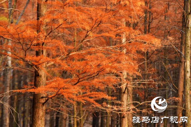 泌陽(yáng)縣：李朝京池杉林的五彩畫(huà)卷