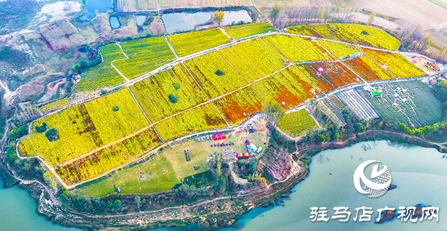 驛城區(qū)諸市鎮(zhèn)魏莊村：天邊花海醉游人
