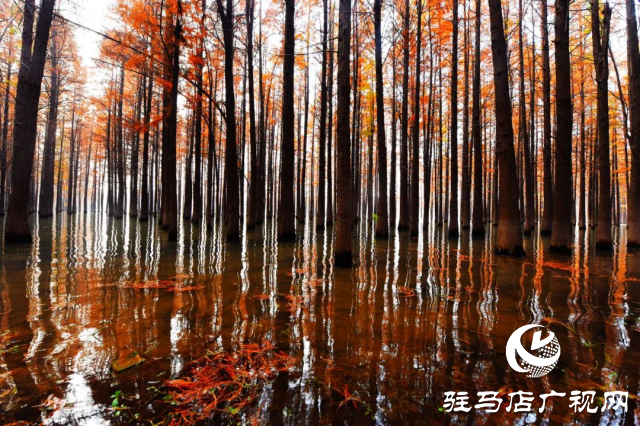 泌陽(yáng)縣：李朝京池杉林的五彩畫(huà)卷