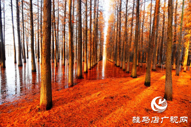 泌陽(yáng)縣：李朝京池杉林的五彩畫(huà)卷