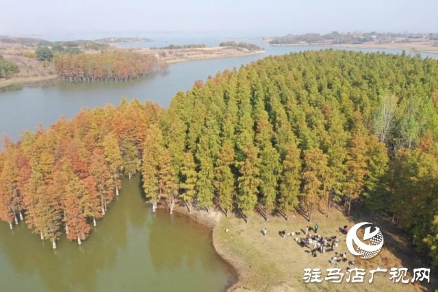 泌陽(yáng)縣：李朝京池杉林的五彩畫(huà)卷