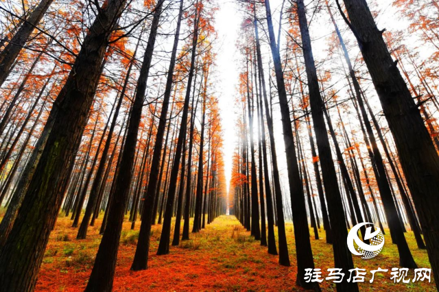 泌陽(yáng)縣：李朝京池杉林的五彩畫(huà)卷