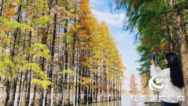 泌陽(yáng)縣：李朝京池杉林的五彩畫(huà)卷