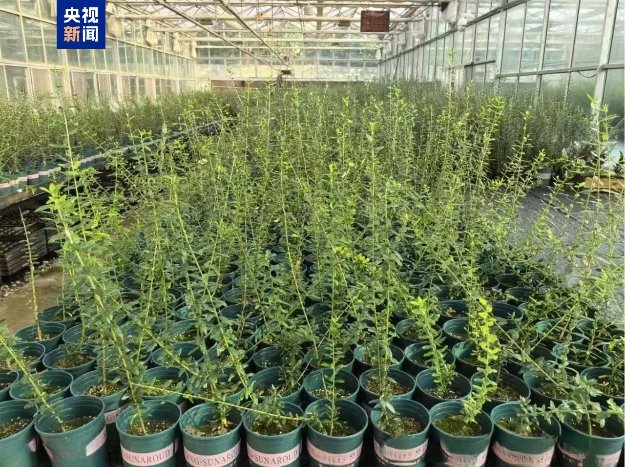 “太空種子”出苗啦，這次是315克油橄欖！