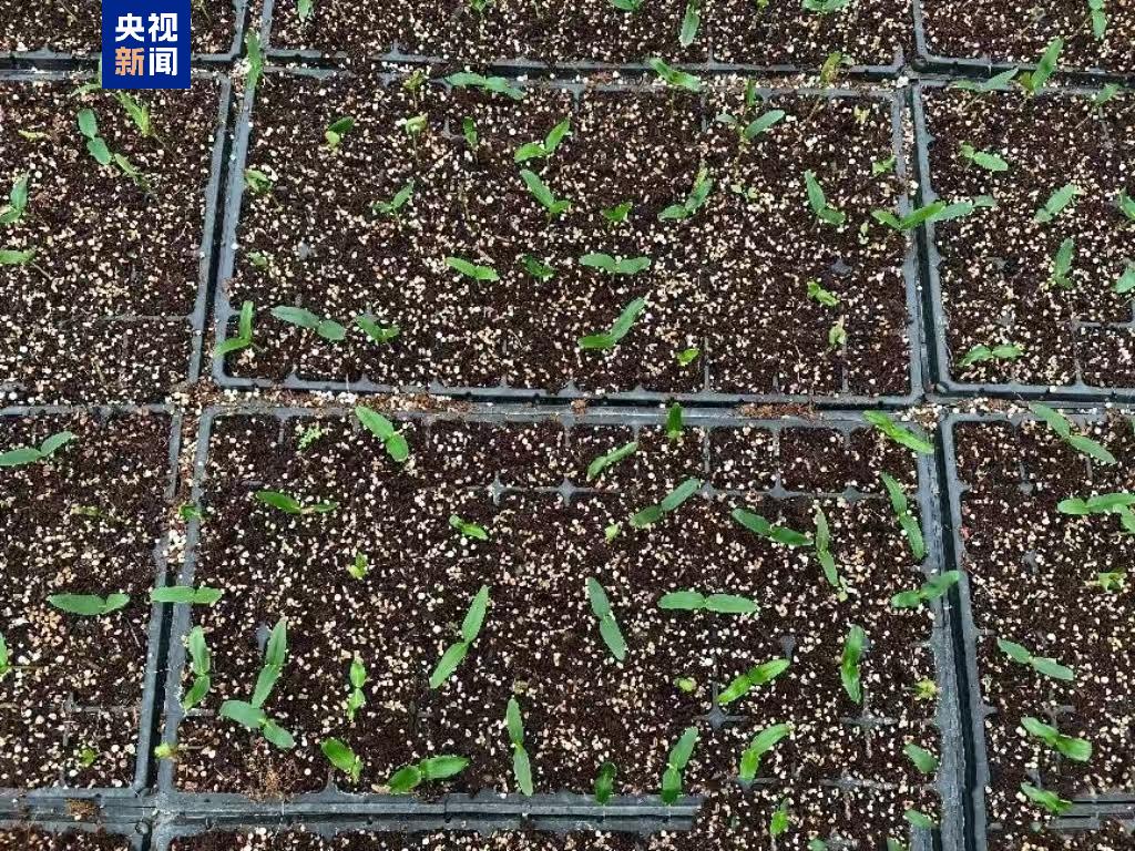 “太空種子”出苗啦，這次是315克油橄欖！