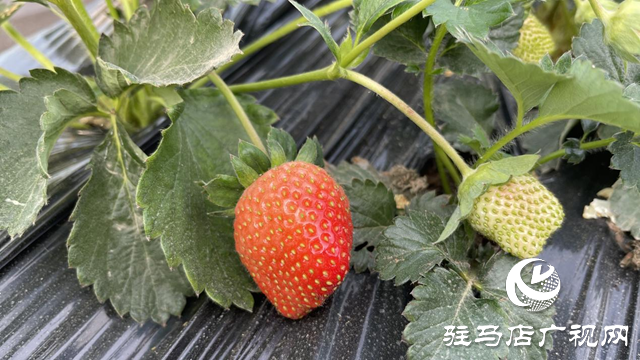 驛城區(qū)順河街道:草莓新鮮上市 開啟冬日甜蜜時(shí)光