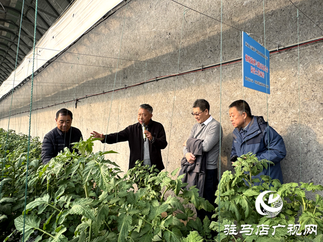 國家大宗蔬菜產業(yè)技術體系駐馬店試驗站2024年蔬菜優(yōu)質安全高效標準化生產技術培訓觀摩會召開