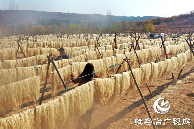 駐馬店市驛城區(qū)：紅薯產(chǎn)業(yè)鼓起村民“錢袋子”