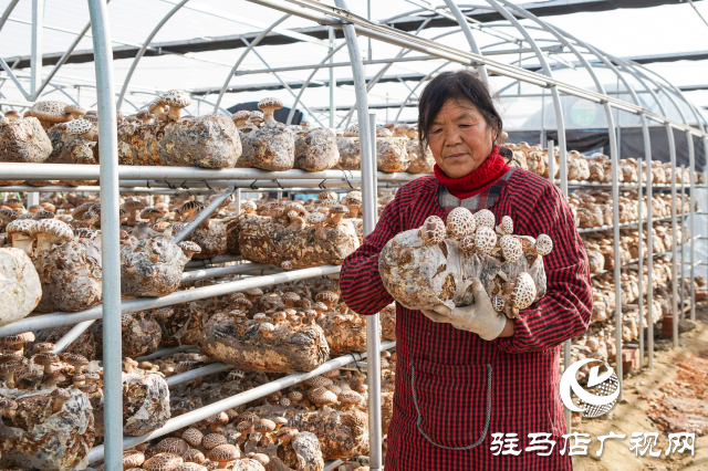 泌陽(yáng)縣：推動(dòng)食用菌產(chǎn)業(yè)高質(zhì)量發(fā)展