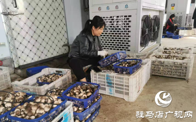 泌陽(yáng)縣：推動(dòng)食用菌產(chǎn)業(yè)高質(zhì)量發(fā)展