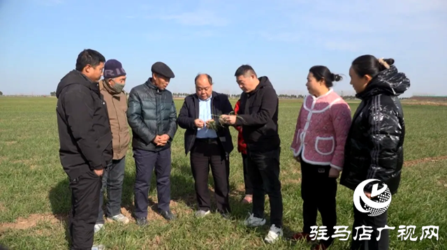 上蔡縣：持續(xù)開展小麥越冬技術指導  確保小麥豐產豐收