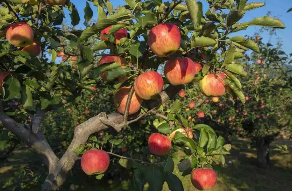 國產(chǎn)蘋果市場(chǎng)出路在品牌