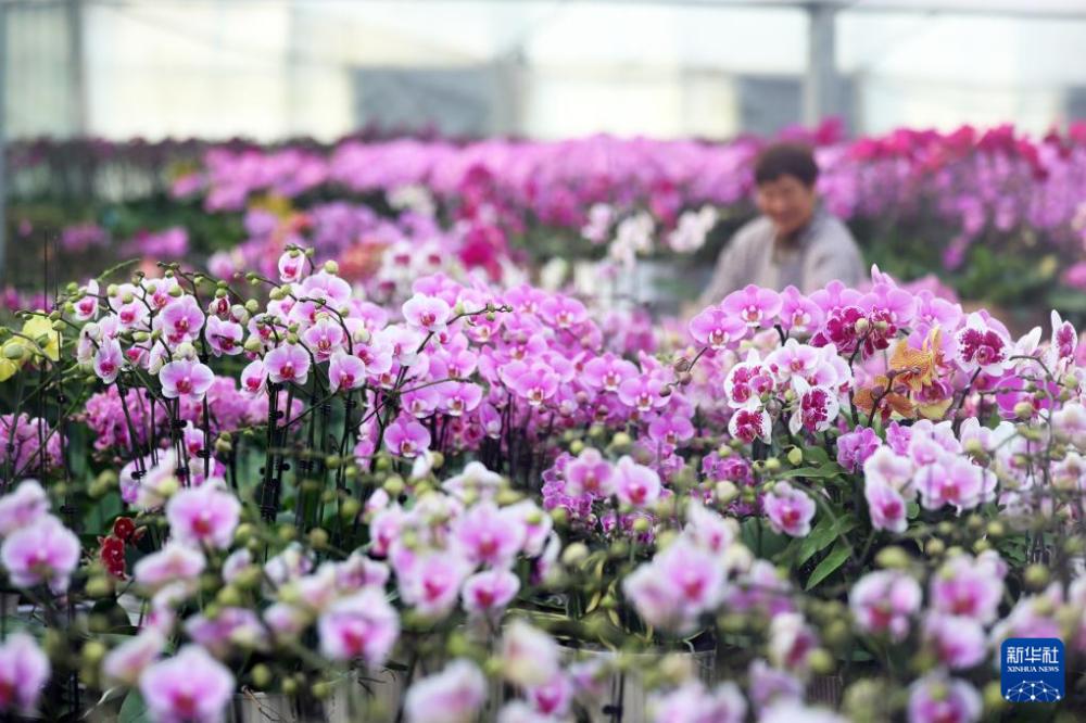 新年臨近 花卉俏銷(xiāo)